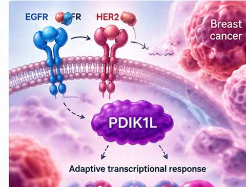Scientific illustration for PDIK1L and cancer signaling research at The Goyal Lab