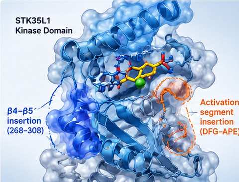 Scientific illustration for STK35/STK35L1 kinase biology research at The Goyal Lab