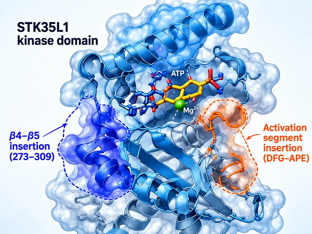 STK35L1 kinase domain with ATP and magnesium, highlighting the beta4-beta5 insertion residues 273-309 and activation-segment insertion