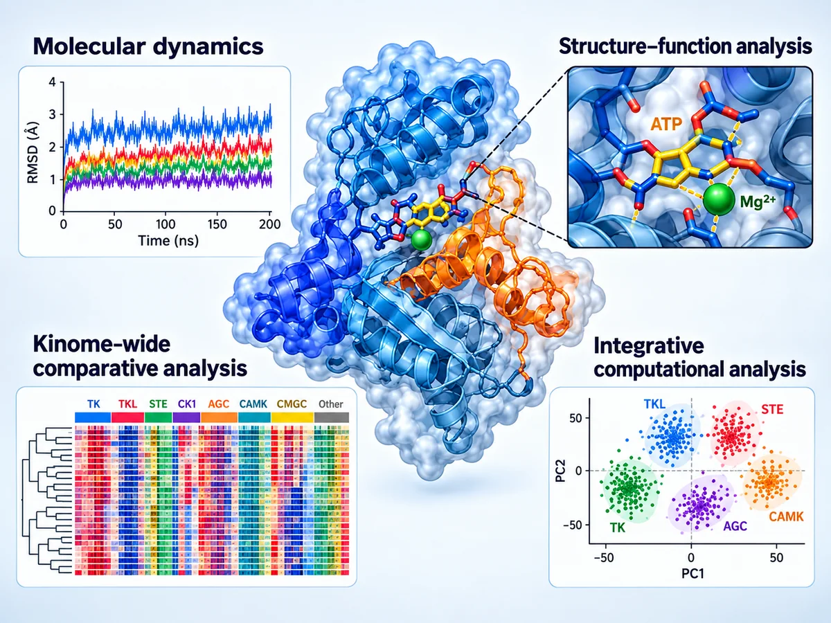 Structural and computational biology overview showing molecular dynamics, structure-function analysis, kinome-wide comparison and integrative analysis
